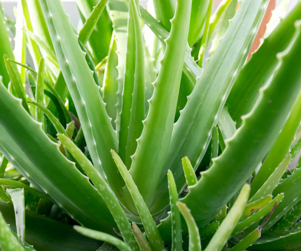 blue agave sugar Blue Agave Sugar Fragrance Oil 878 main image 1