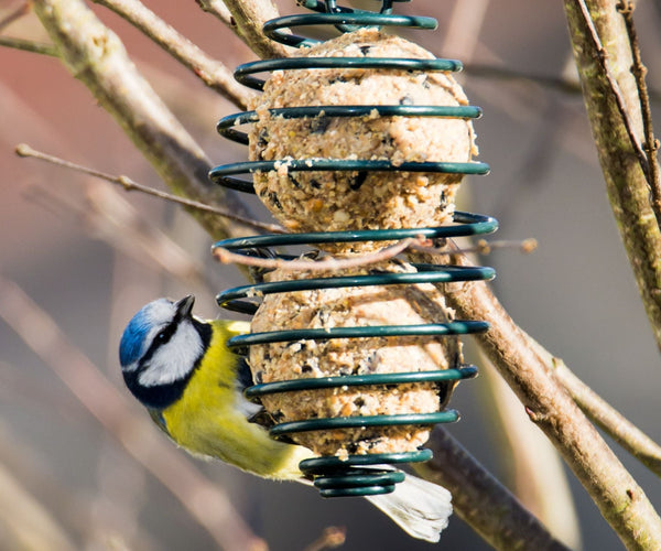 Meer vogels naar de tuin lokken | ECOstyle – ECOstyle Belgium