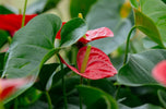 bloeiende kamerplanten anthurium