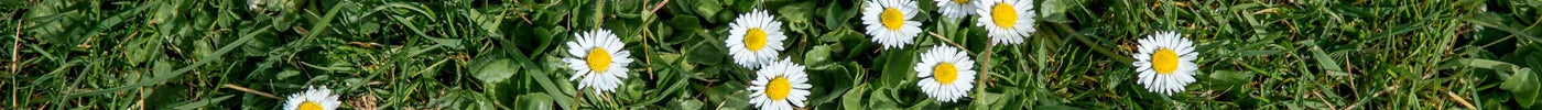 Madeliefjes in gazon: zaaien, bestrijden en oorzaken