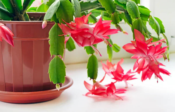 Multiplication du cactus de Nol : comment faire pousser facilement de  nouvelles plantes  | ECOstyle  ECOstyle Belgium