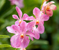 Orchidee stekken: handig stappenplan