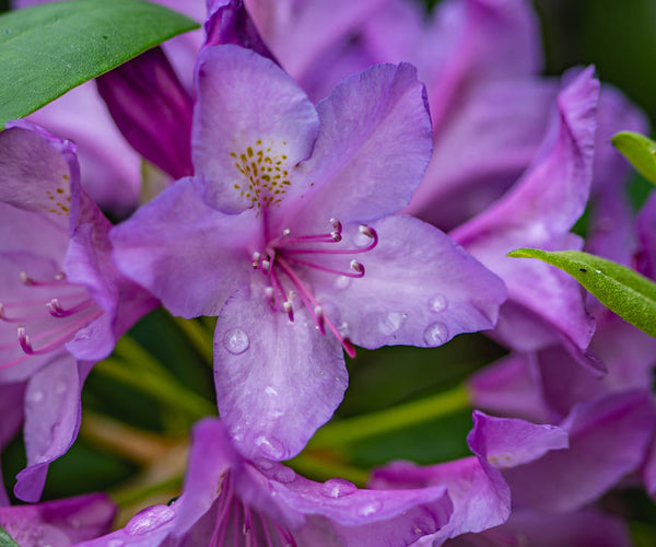 Tailler le rhododendron : comment et quand | COstyle  ECOstyle Belgium