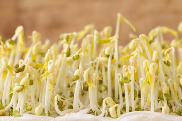 DIY: Kiemgroenten kweken - hoe en wat zijn microgroenten?