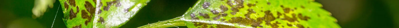 Bladvlekkenziekte: herkennen en bestrijden