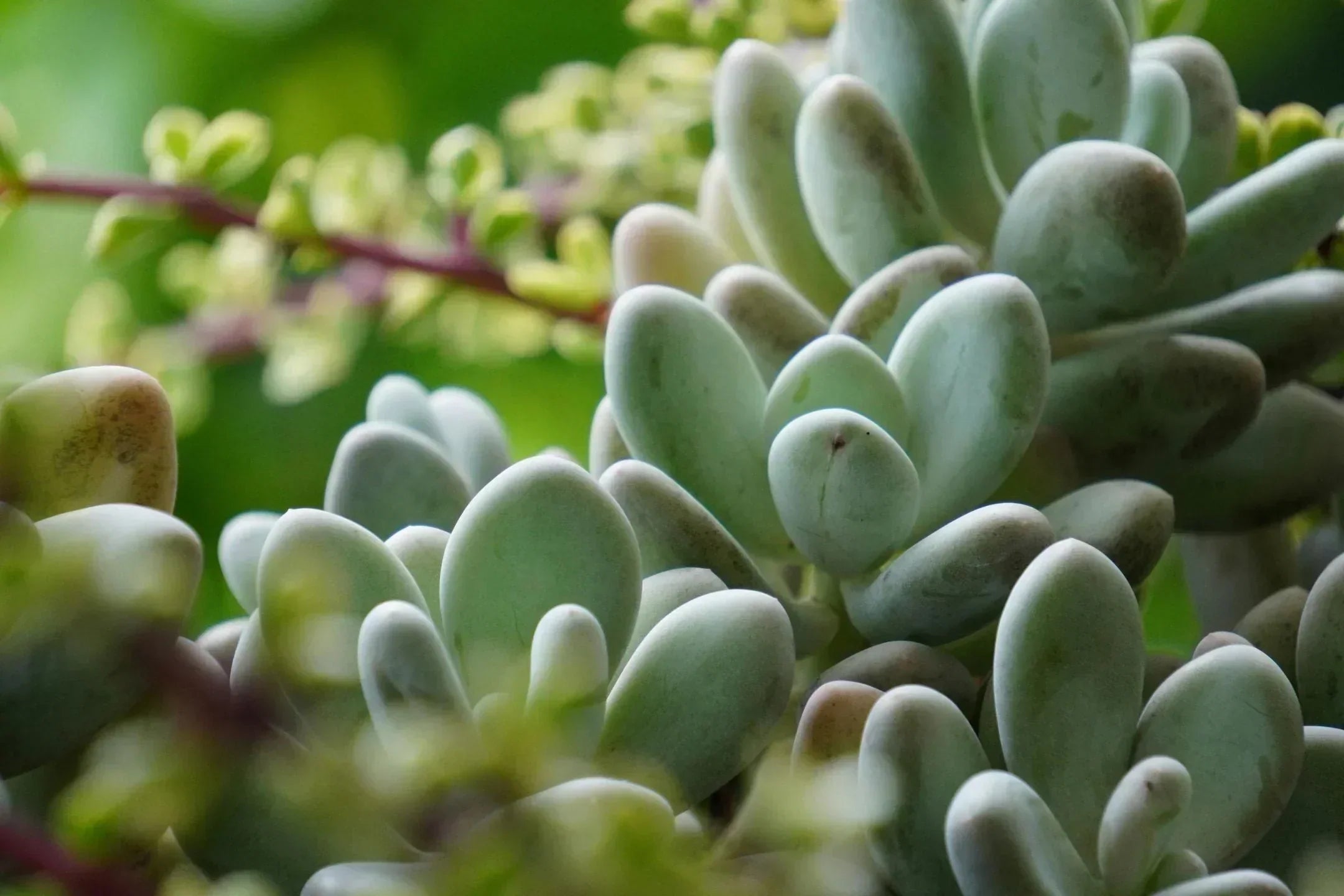Vetplant stekken: makkelijk en leuk