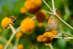 De ultieme gids voor het aanleggen van een duurzame tuin