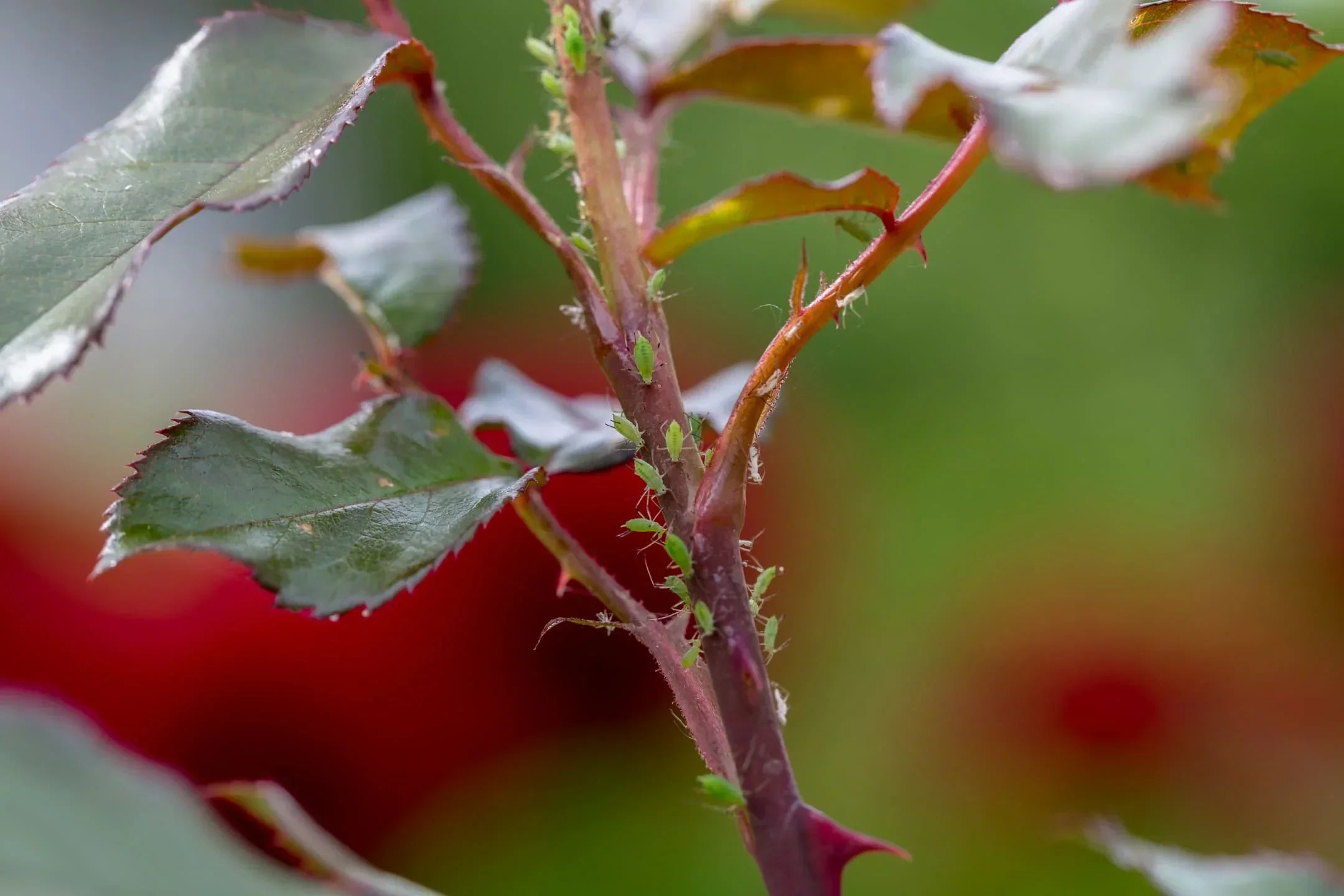5x planten tegen bladluizen in de tuin