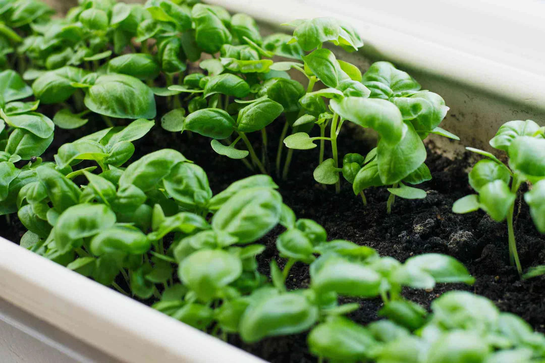 Basilicum kweken: zo zaai, verzorg en oogst je deze kruidenplant