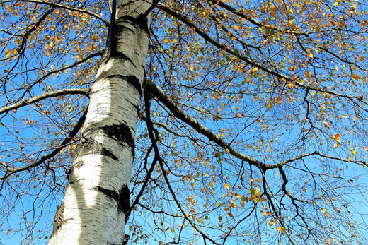 Berk snoeien: zo houd je deze boom gezond en sierlijk