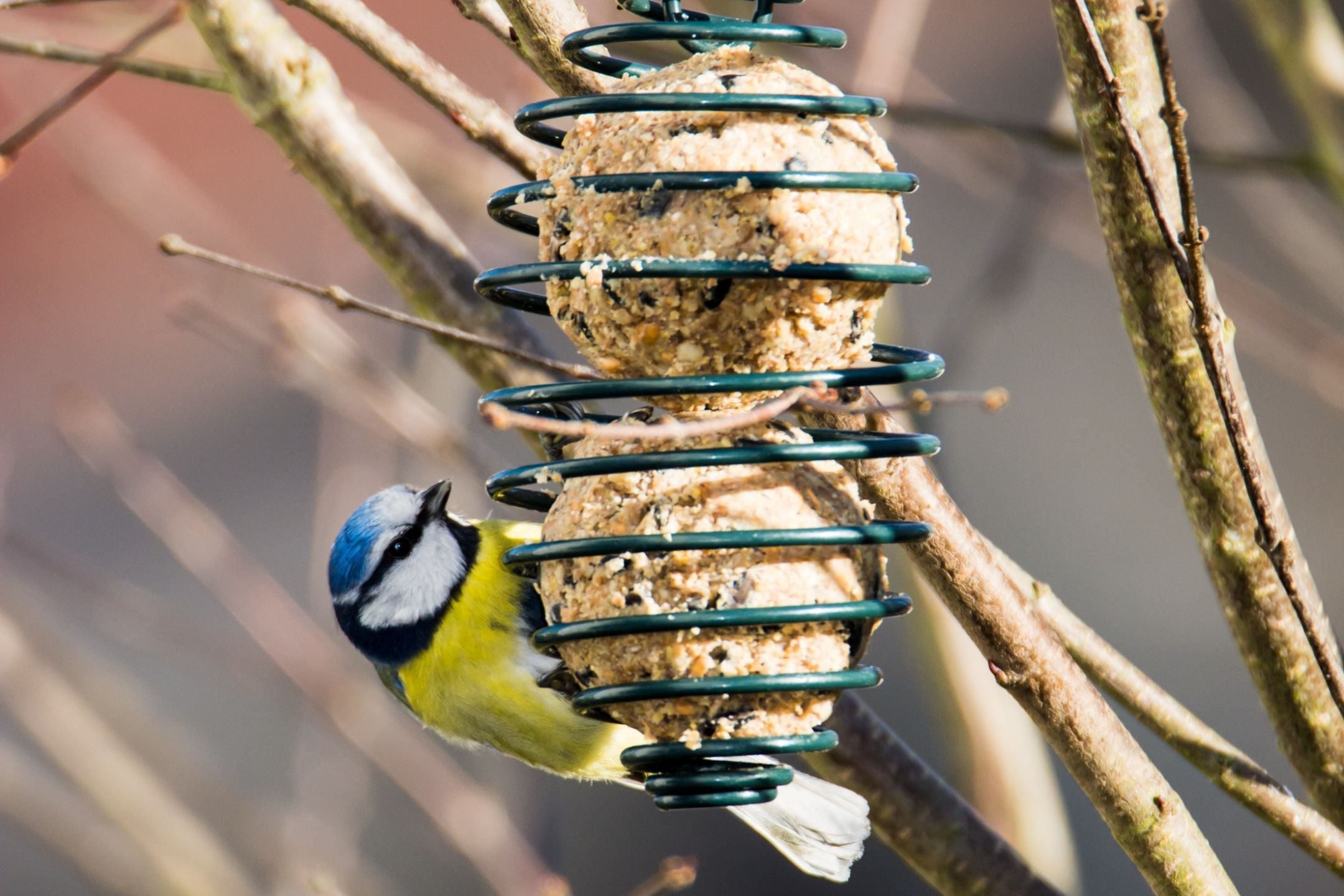 Lok meer vogels naar de tuin met deze tips