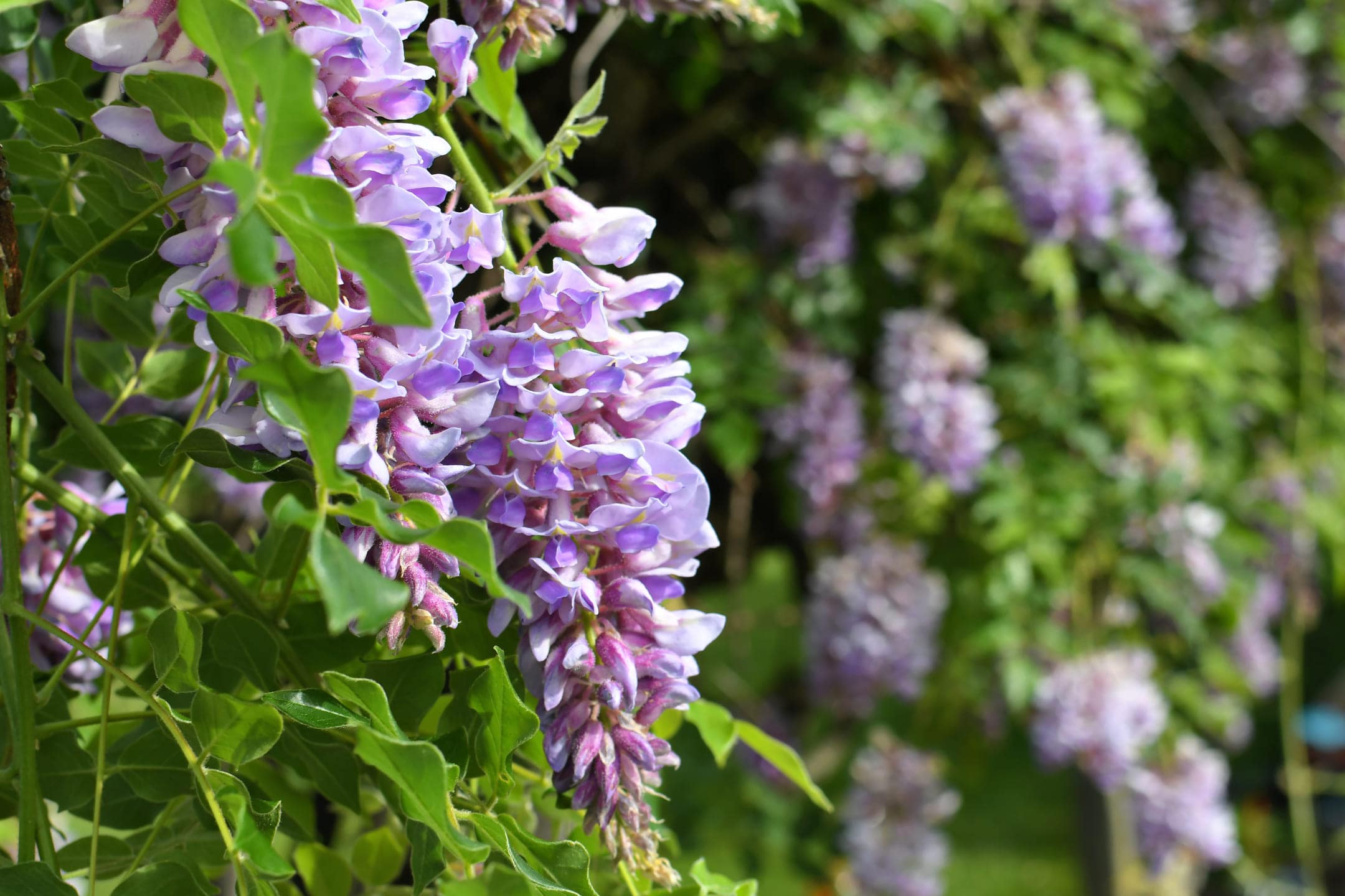 10x leuke klimplanten voor een groene tuin