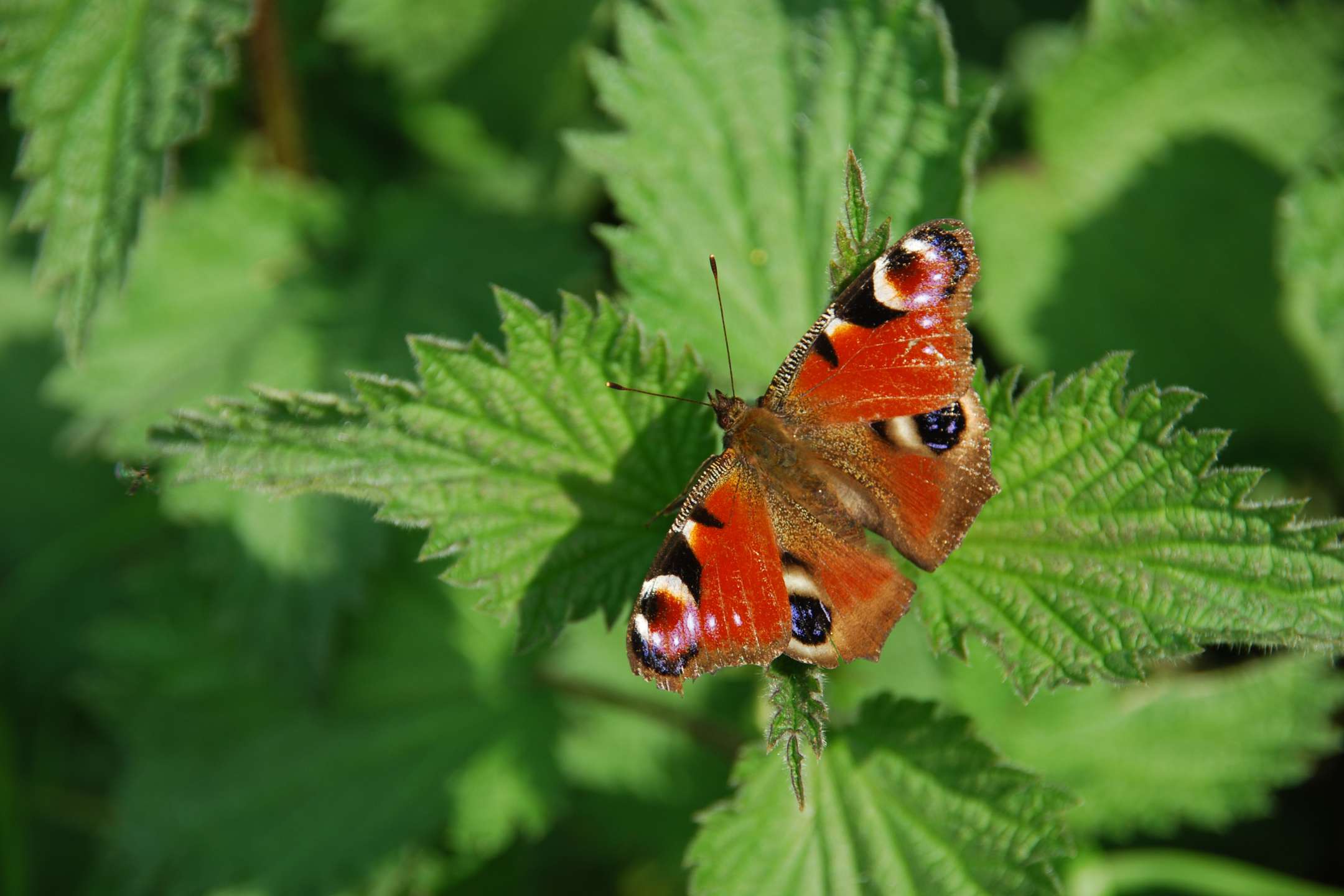 Verschillende soorten onkruid in de tuin? Zo herken je ze