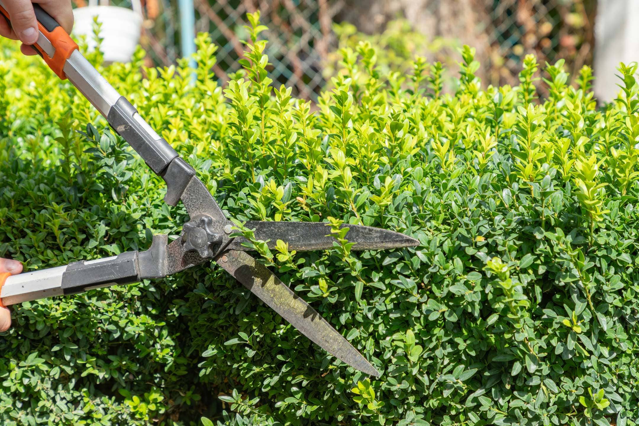 Buxus snoeien: tips en trucs voor een prachtige tuin