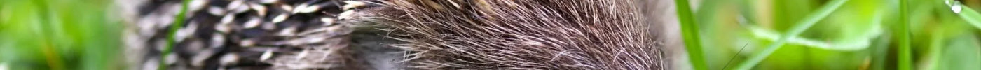 Egel in de tuin: wat eet een egel en hoe kun je ze helpen?