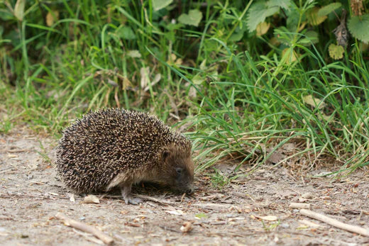 Egels naar de tuin lokken: egelhuisje plaatsen