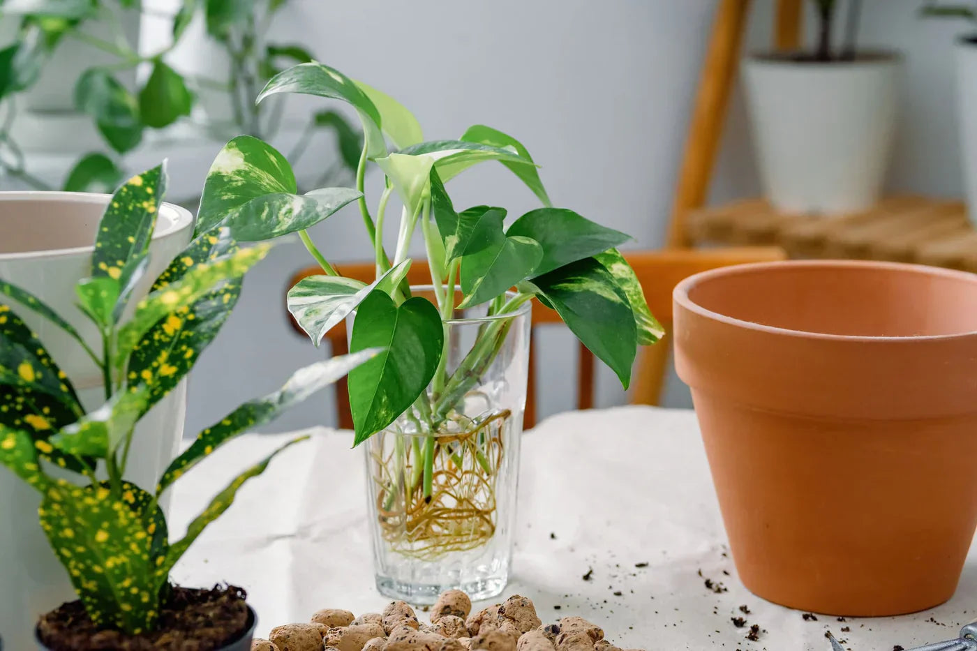 DIY: Zelf stekgrond maken - geef je planten een groene start