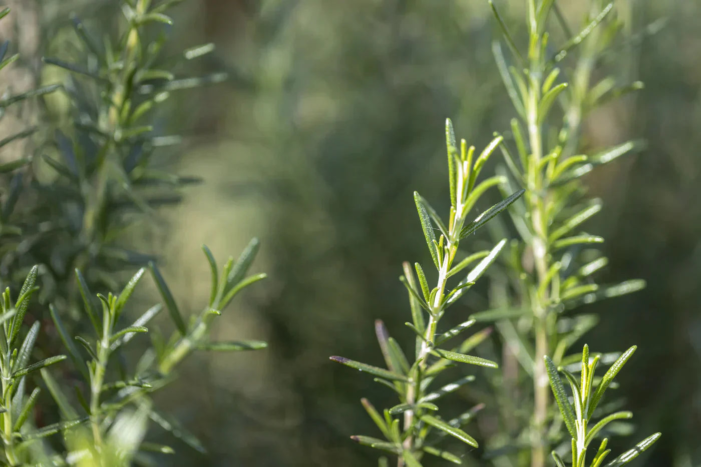 Rozemarijn snoeien: wanneer en hoe?