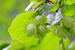 Hazelaar snoeien: zo houd je deze veelzijdige boom in topvorm