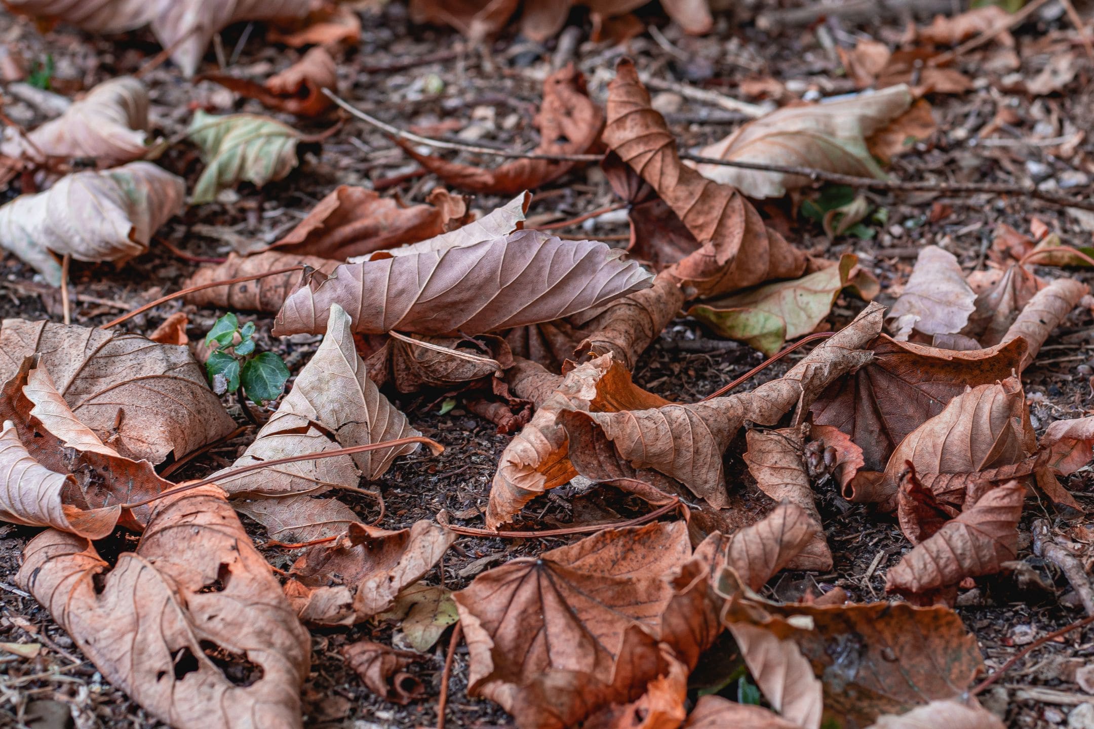 Blad in de tuin? Dit is waarom je het gewoon moet laten liggen