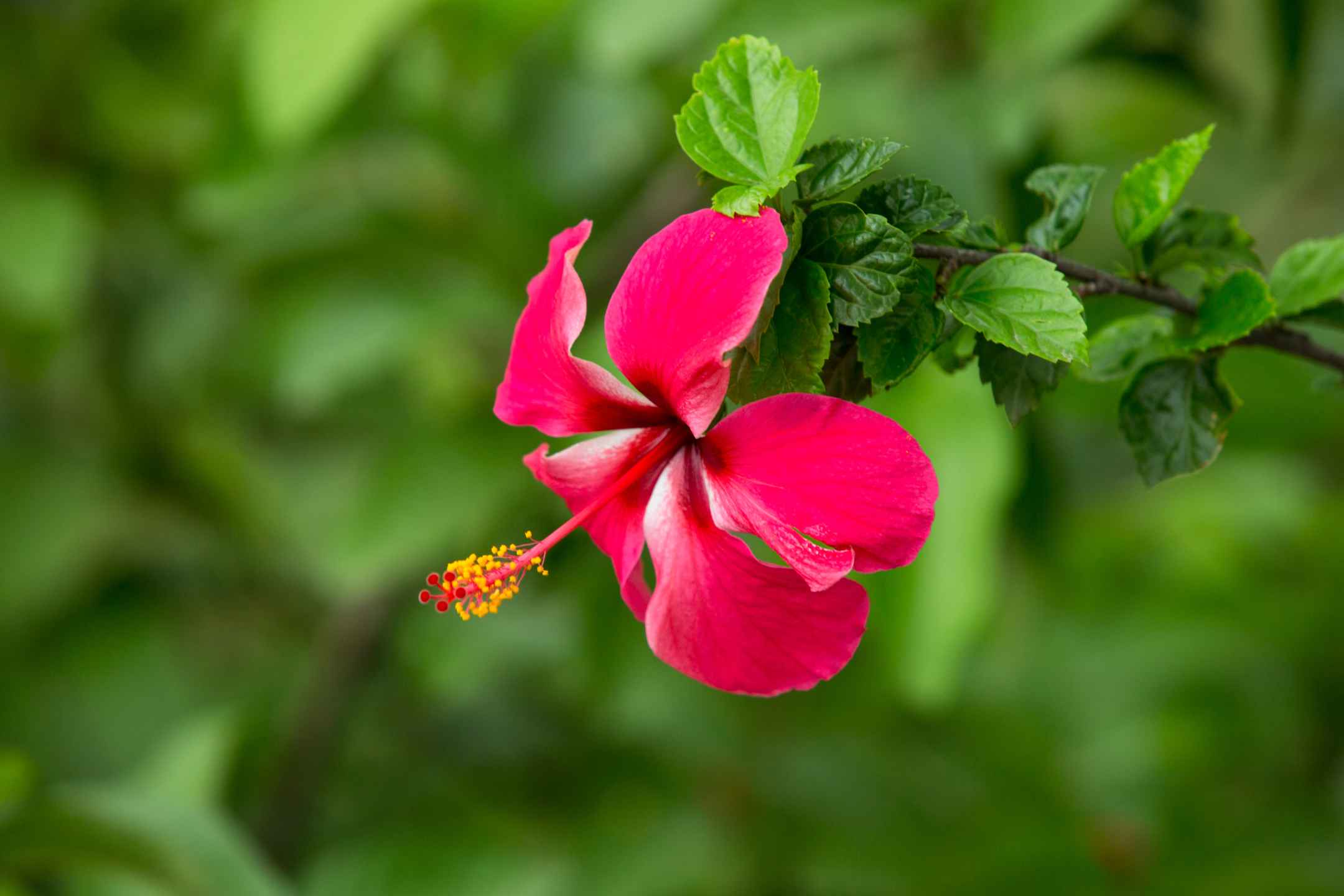 Hibiscus snoeien: Zo zorg je voor een gezonde plant