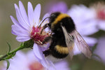 Biodiversiteit: meer dan alleen bijen en vlinders