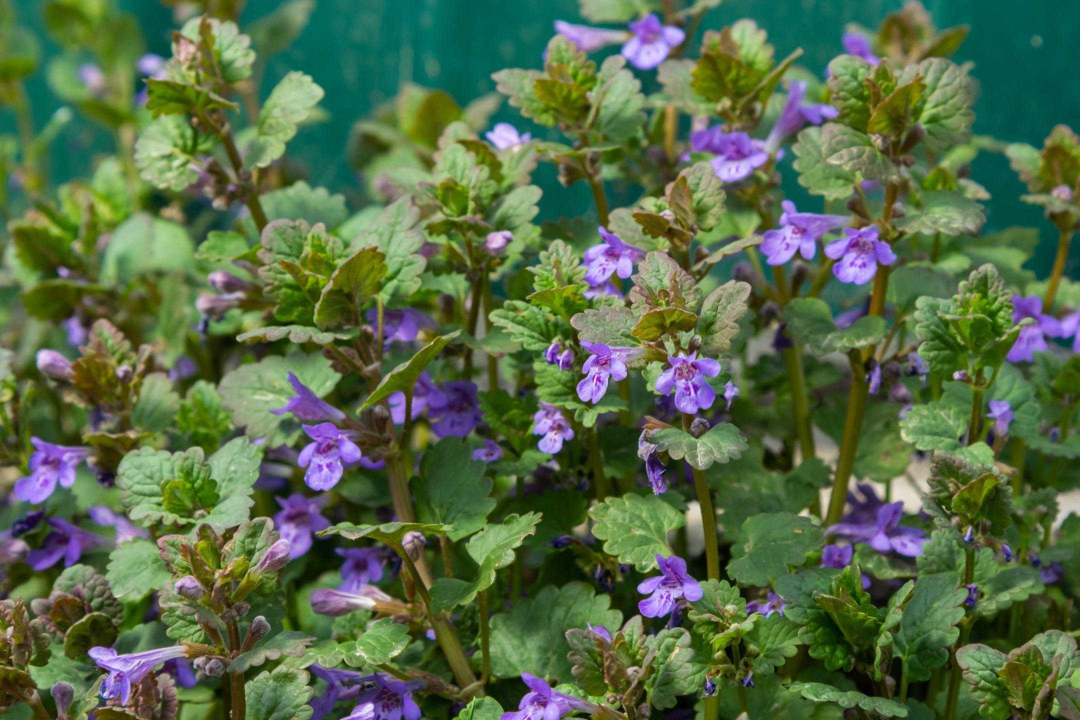 Hondsdraf bestrijden in de tuin: vriend of vijand?