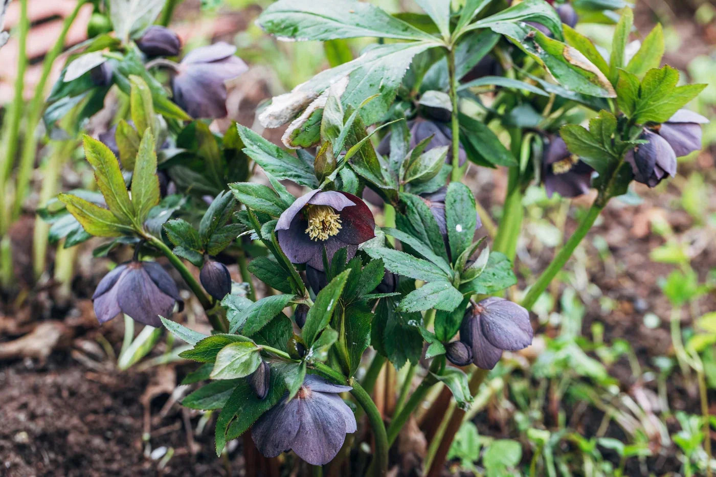 Winterbloeiende planten en struiken: kleur en leven in je tuin
