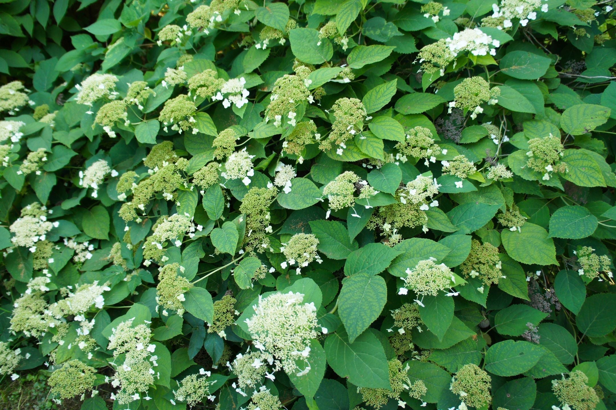 Klimhortensia snoeien: houd deze klimmer gezond en in vorm