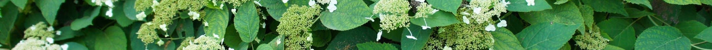 Klimhortensia snoeien: houd deze klimmer gezond en in vorm