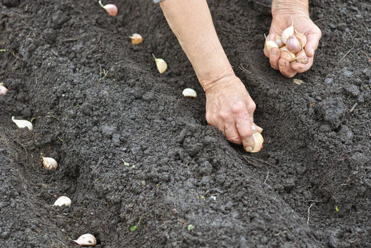 Zelf knoflook kweken in de moestuin doe je zo!