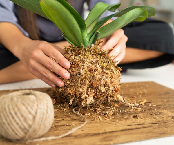 Zelf een kokedama maken stappenplan | ECOstyle – ECOstyle Belgium