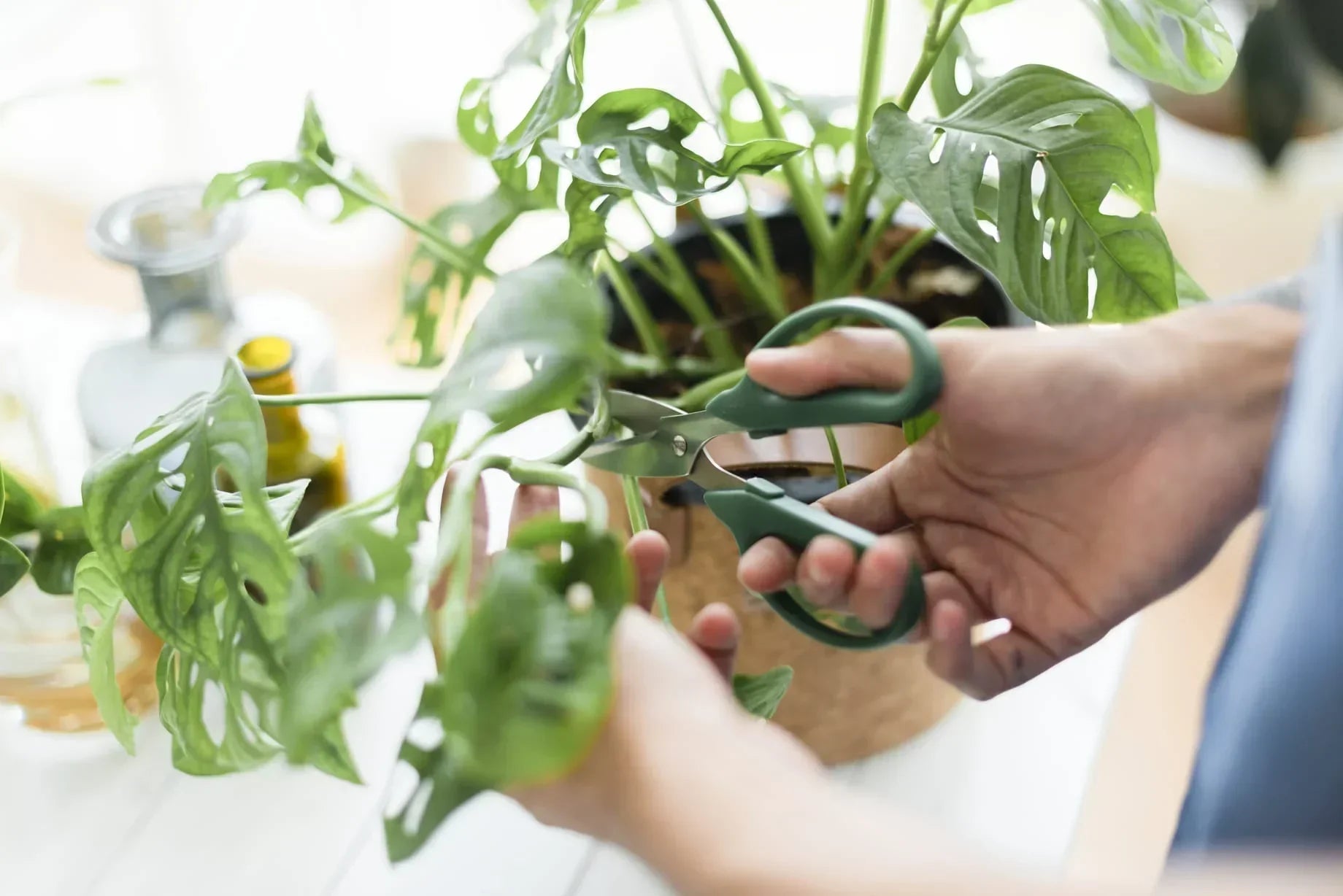 Hoe moet je een monstera stekken? Een handig stappenplan