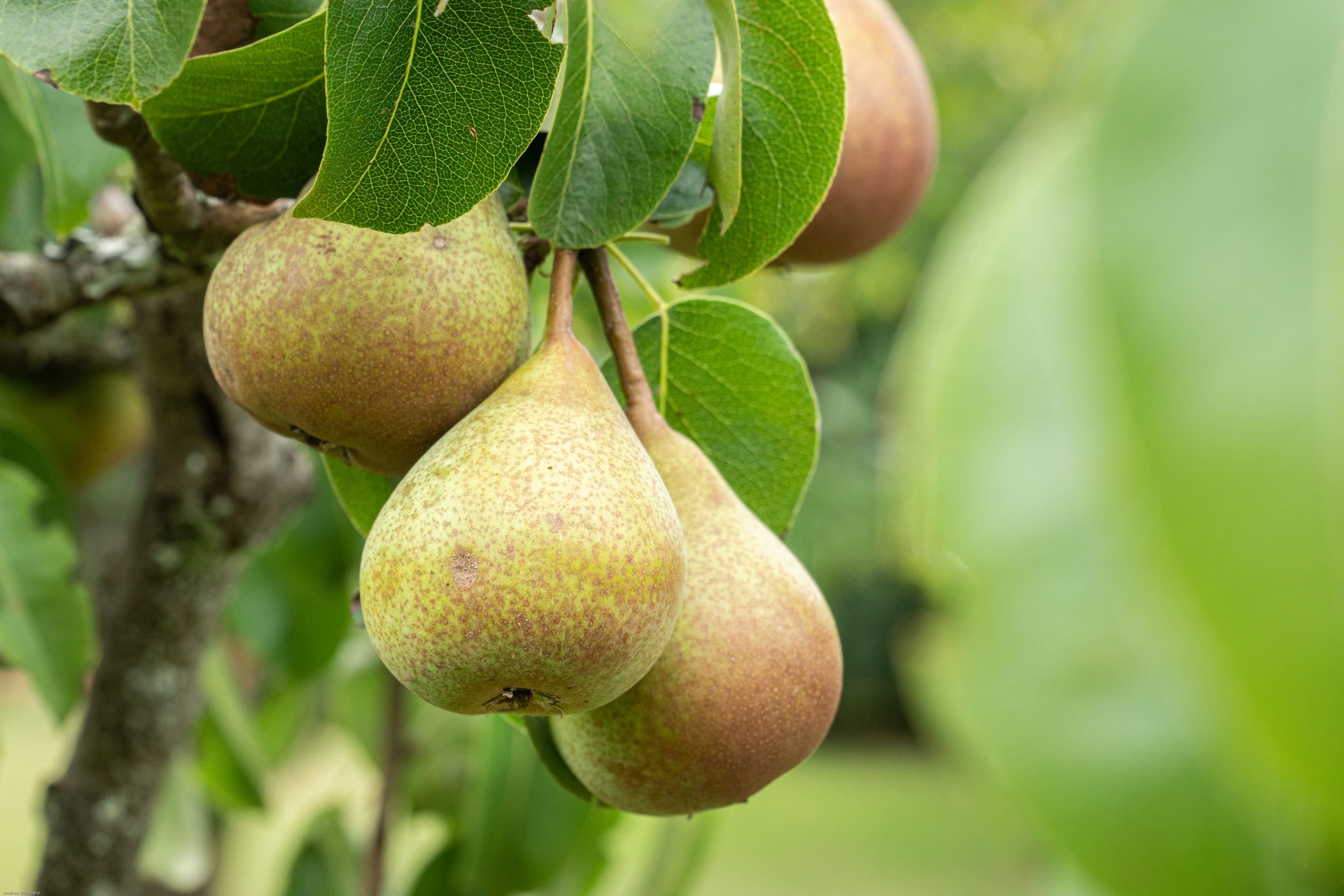 Perenboom snoeien: tips en technieken voor een grote oogst