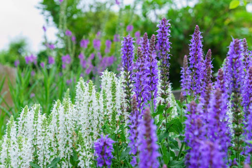 Salvia snoeien: een handige gids voor tuinliefhebbers