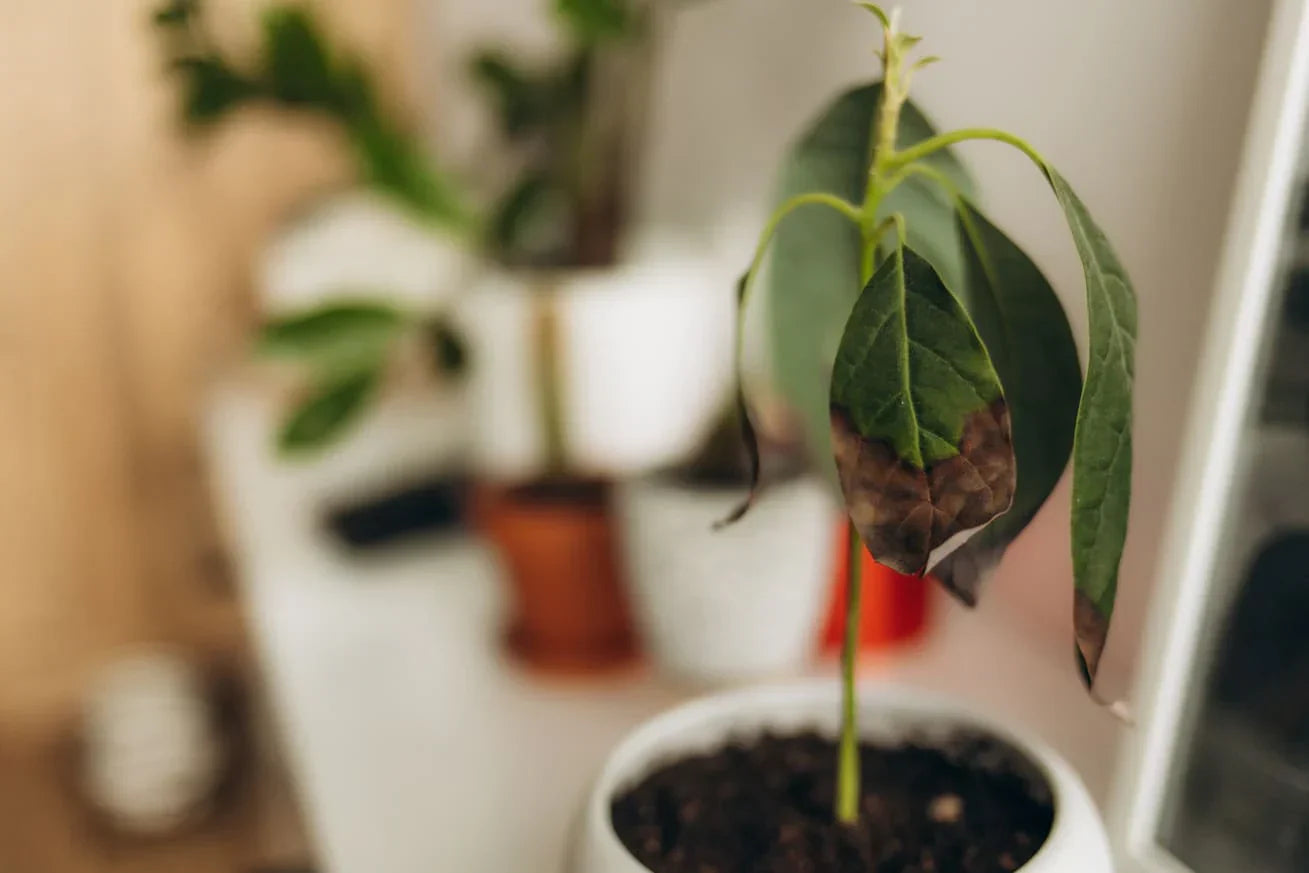 Bruine bladeren bij je plant? Hier zijn een aantal handige tips