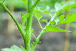 Tomaten dieven - houd je tomatenplant gezond en gelukkig!