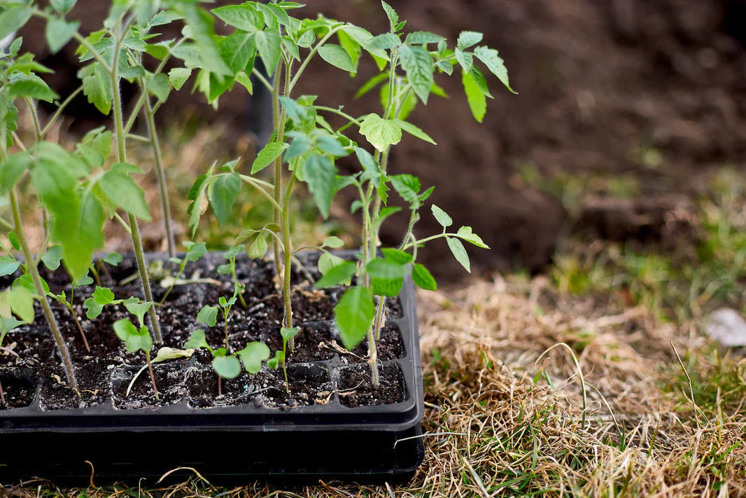 Je zaailingen verspenen: zo doe je dat