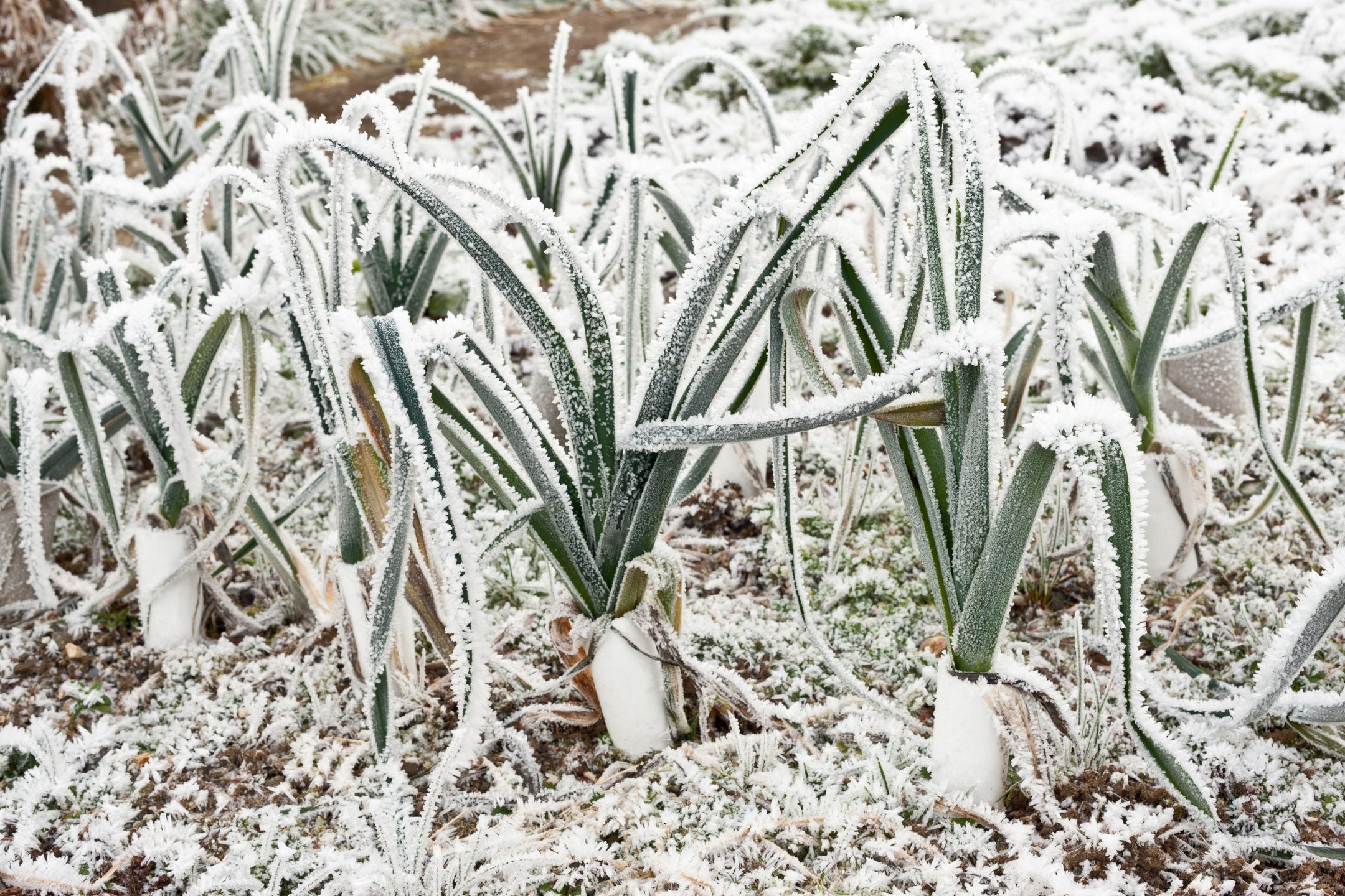 Tuin winterklaar maken: tips voor een goed onderhouden buitenruimte