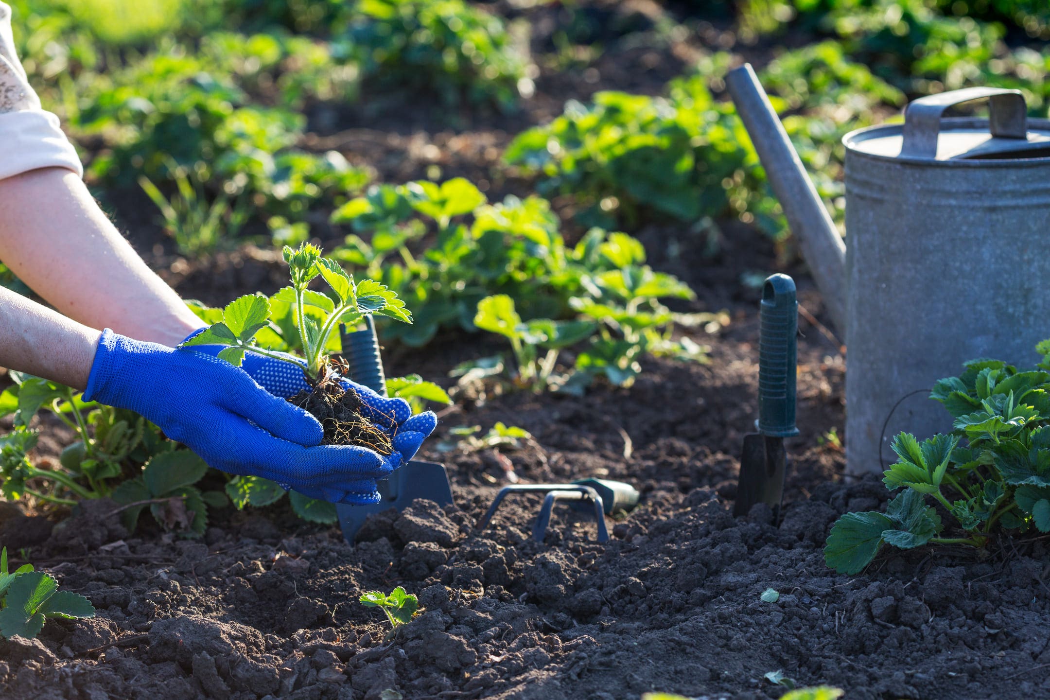 5 redenen waarom tuinieren gelukkig maakt