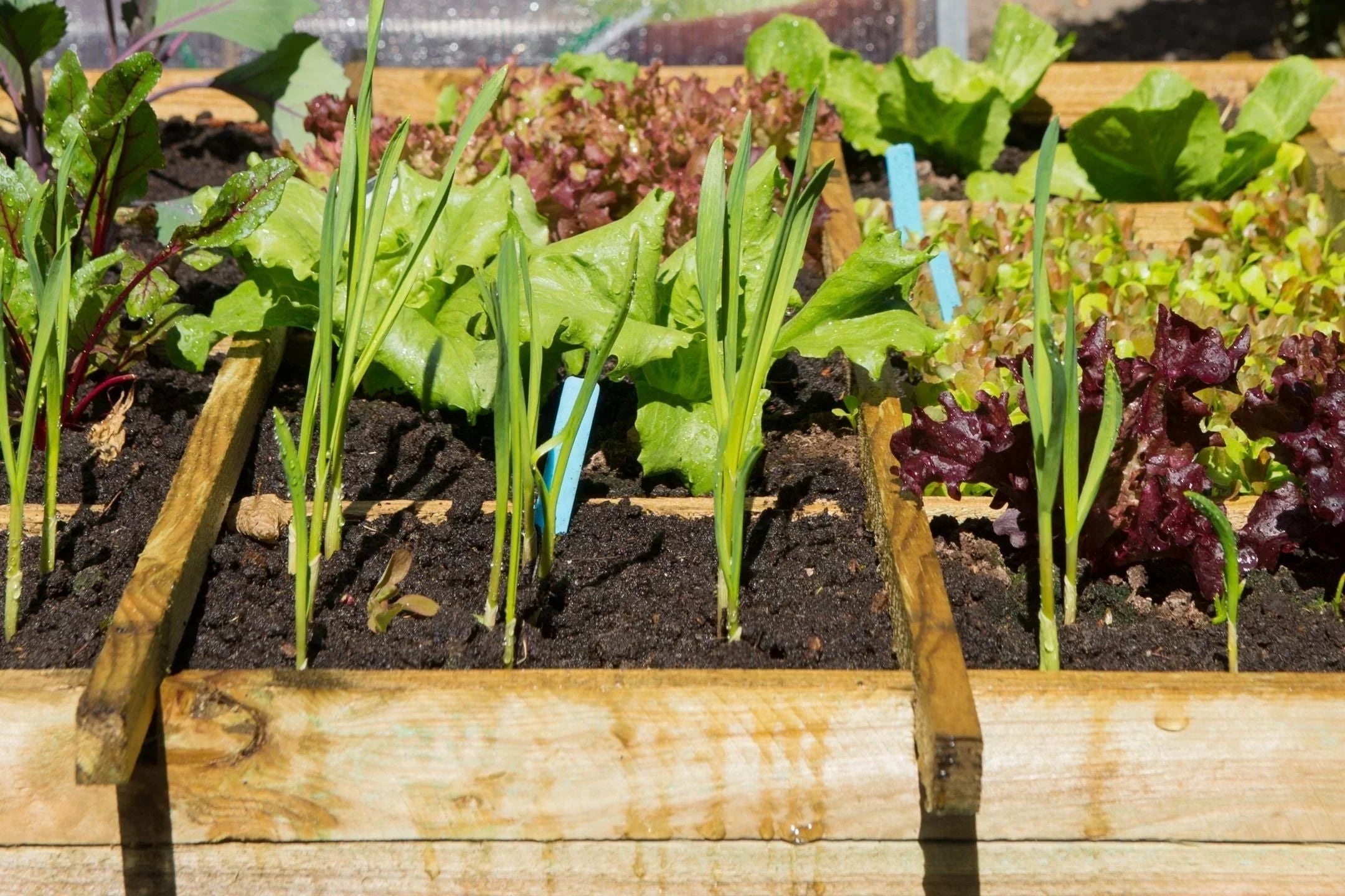 Vierkante meter moestuin – groots oogsten op klein oppervlak