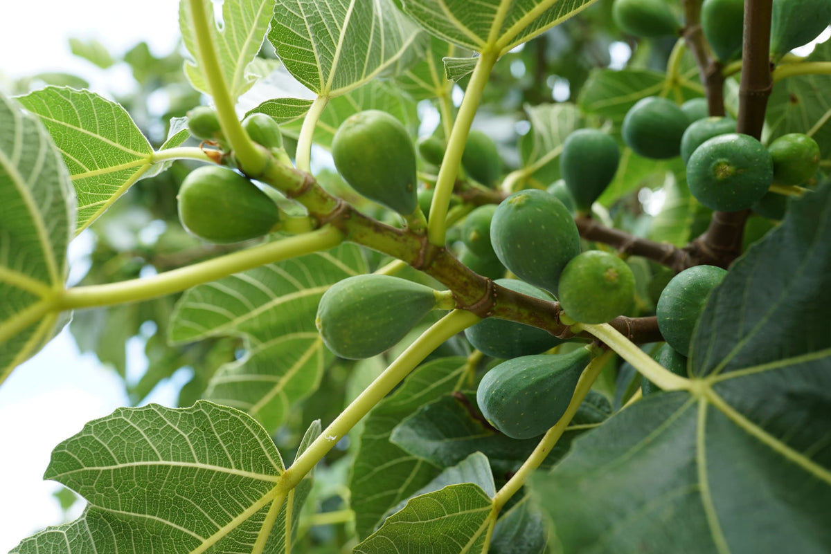 Vijgen Tree Vijgenboom snoeien: hoe en wanneer? | ECOstyle 🌱 – ECOstyle Belgium