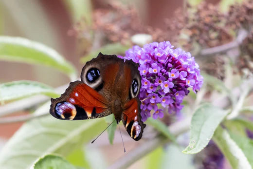 Wel of geen vlinderstruik in de tuin: snackbar of vlindermagneet?