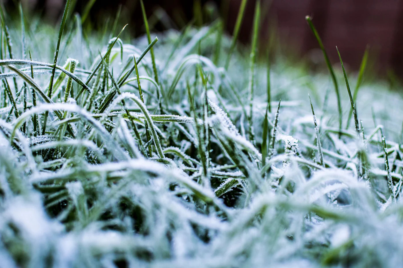 Je gazon winterklaar maken: handige tips voor een sterk en groen gazon