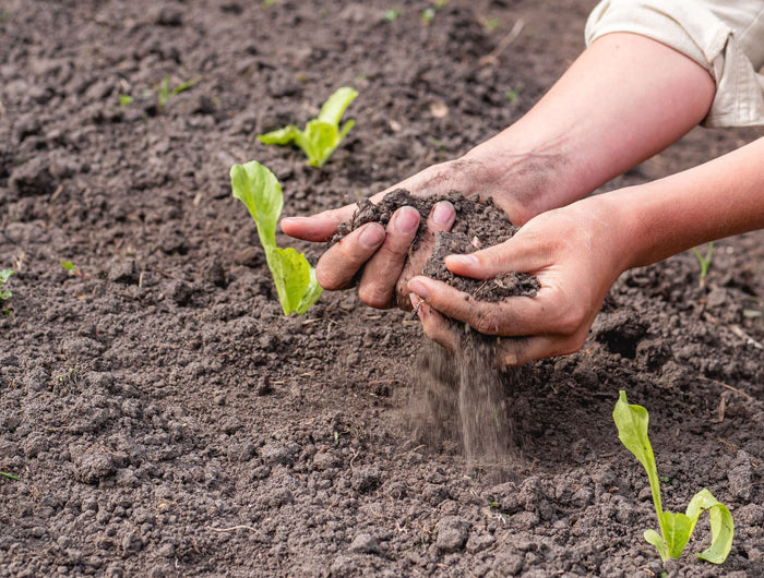 Envie d'améliorer le sol de votre potager ? Nous avons la solution !