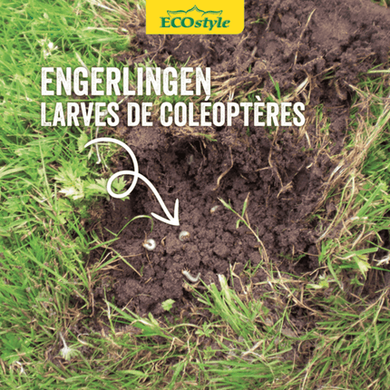 Aaltjes tegen engerlingen