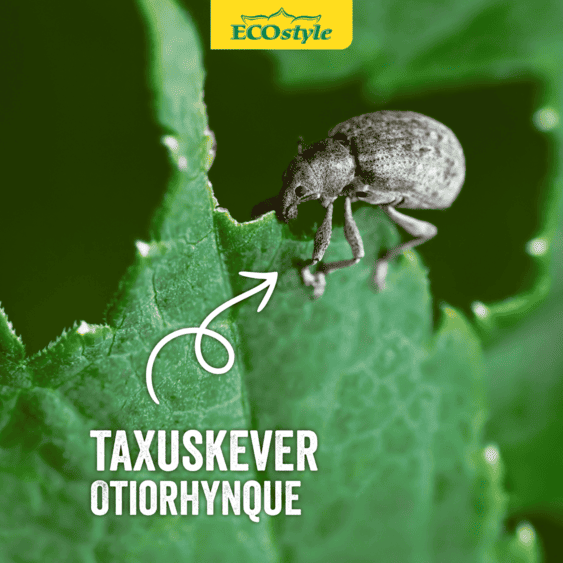 L’otiorhynque trappe