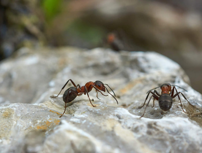 Vous voulez combattre les fourmis à l’extérieur ou dans votre maison ? Voici ce que vous pouvez faire à ce sujet