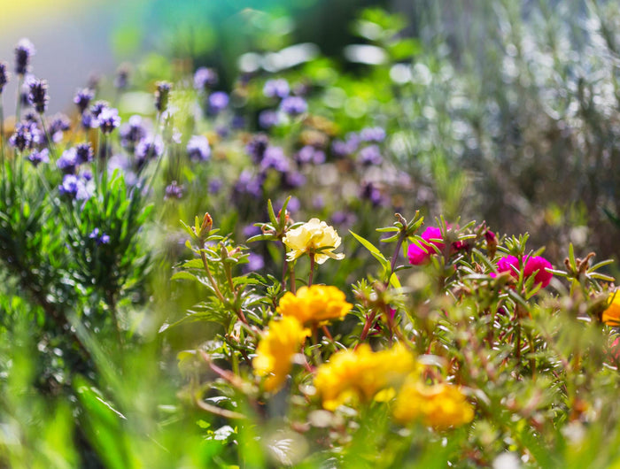 Visionnaires du jardin ECOstyle