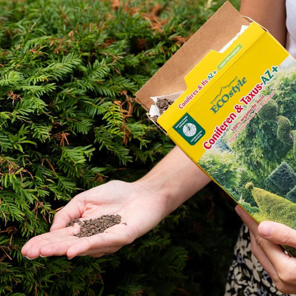 Conifères et Ifs-AZ+